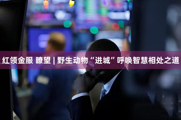 红领金服 瞭望 | 野生动物“进城”呼唤智慧相处之道